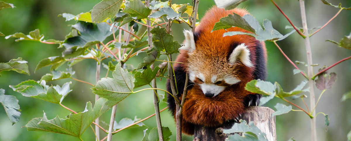 red-panda1200